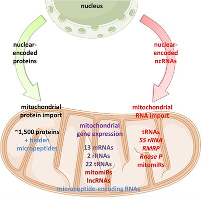 ncRNAs: New Players in Mitochondrial Health and Disease?